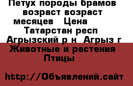 Петух породы брамов, возраст возраст 8месяцев › Цена ­ 500 - Татарстан респ., Агрызский р-н, Агрыз г. Животные и растения » Птицы   